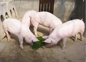 吉林生态家 猪养殖 基地 最新价格信息 康锦科学