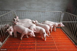 致死率接近100 ,冬季猪场流行性腹泻不可小视