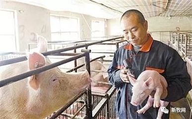 我国猪肉产品安全监测合格率为99.8%