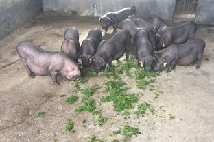 "众筹猪"均用农作物、五谷粗粮喂养