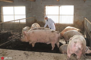 农户养猪的合理性在哪 完全抛弃散养不可取