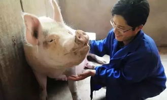 送给养猪人的福利,猪流行性腹泻防治方案