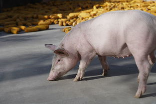 猪舍建筑是养好猪的重要条件,那么理想的猪舍应该是啥样的呢