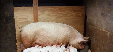 疾病多发怎么办 控制内部是关键,帮你预防提高养猪效益