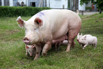 深度报道 | 猪场如何提升三元母猪繁殖能力,抓住猪价红利?
