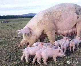 冬季妊娠母猪的饲养管理及新生仔猪假死急救措施