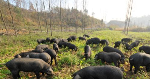 威宁自治县8000万元乌金猪种猪场建设项目启动