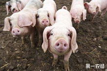 全国生猪生产发展规划 有哪些内容