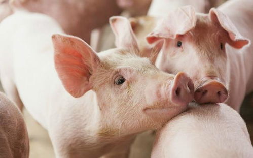金融机构支持生猪养殖业,到底该从哪儿入手