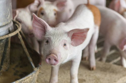 养猪常见问题,具体的解决方法,不同猪的饲养管理