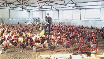 大庆农民靠养家禽发了家 深圳人不远千里来购买