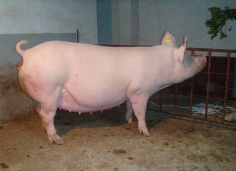 断奶及空怀母猪精细化饲养管理方法