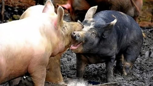 300斤野猪闯进家猪地盘,发生惨烈战斗,家猪的战斗力令人意外