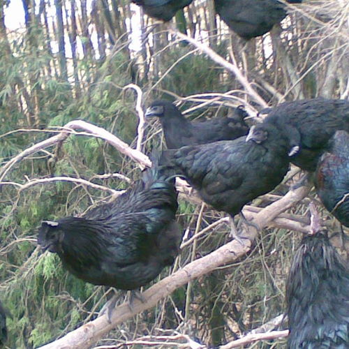 黑乌鸡青年鸡量大价优五黑绿壳蛋鸡脱温苗35天苗净化到位