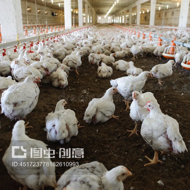 家禽养殖场。Poultry farm.