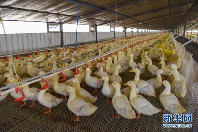 新疆洛浦县:小鸭子做成大产业