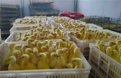 小鹅苗养殖多年行业经验「畅群家禽孵化」