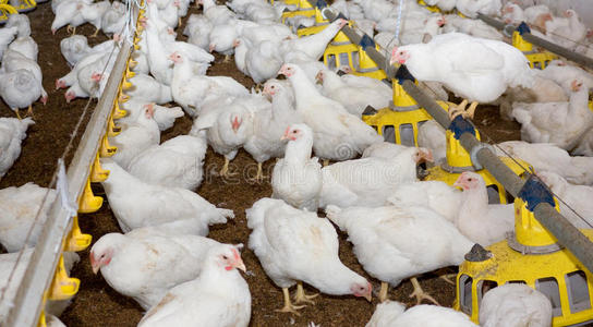 家禽养殖场与肉鸡饲养鸡.