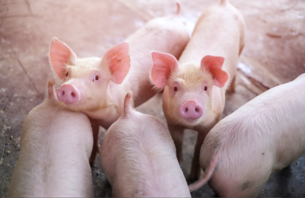 德康农牧递表港交所,年收入近99亿元,专注于生猪及黄羽肉鸡的育种及养殖